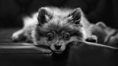 dog Animals monochrome