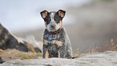 dog Animals outdoors nature