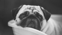 dog Animals pug monochrome Mammals portrait looking away closeup