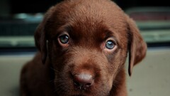 dog Animals Puppies brown labrador retriever