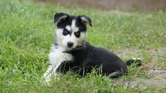 dog Animals Puppies Siberian Husky blue eyes