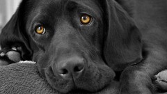 dog Animals sad selective coloring labrador retriever