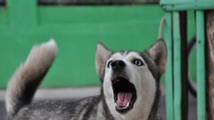 dog Animals Siberian Husky