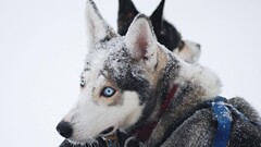 dog Animals Siberian Husky snow