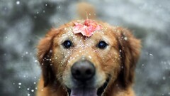 dog Animals snow leaves fall labrador retriever depth of field