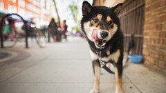 dog Animals street Beige shiba Shiba Inu