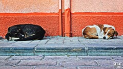 dog Animals street wall sleeping