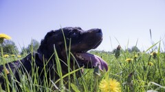 dog Animals tongues grass yellow flowers dandelion Plants