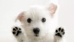 dog Animals white Puppies