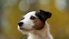 dog bokeh Jack Russell Terrier Animals