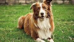 dog border collie Animals grass Mammals outdoors