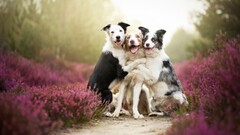 dog border collie Animals nature depth of field path lavender