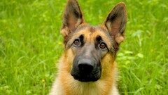 dog German shepherd Animals Mammals outdoors