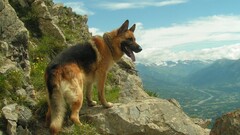 dog German shepherd Animals Mountains Mammals nature tongues