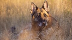 dog German shepherd Animals