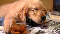 dog glasses newspapers drink Animals
