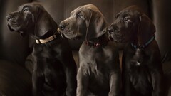 dog hounds great dane Animals