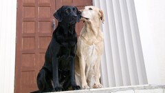 dog labrador retriever Animals