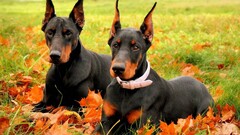 dog leaves grass fall Doberman Pinscher