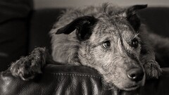 dog monochrome Animals