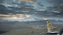 dog nature Mountains Animals landscape sky