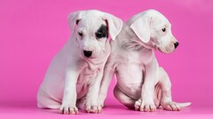 dog pink background Puppies pink