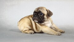 dog pug Puppies Animals Mammals