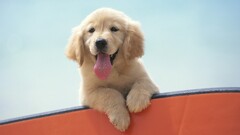 dog Puppies golden retrievers Animals labrador retriever tongues