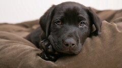 dog Puppies labrador retriever Animals Mammals