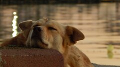 dog Sea blurred rock Animals