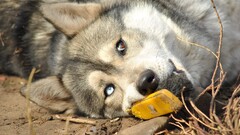 dog Siberian Husky Animals