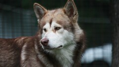 dog Siberian Husky Animals