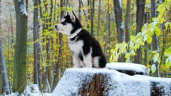dog Siberian Husky Animals snow baby animals