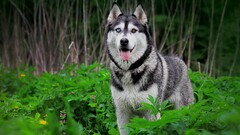 dog Siberian Husky heterochromia Animals