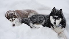 dog Siberian Husky snow Animals