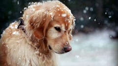 dog snow golden retrievers Animals good boy