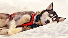 dog snow winter sleeping