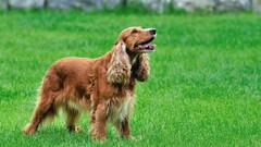 dog spaniels grass Animals pet Green Mammals outdoors