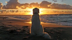 dog sunset beach waves clouds depth of field sun Animals sand