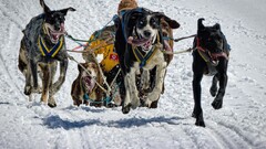 dog tongues snow running sled