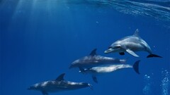 dolphin Mammals Sea Animals underwater