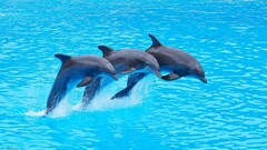 dolphin Sea Animals cyan water simple
