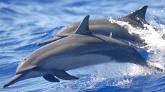 dolphin Sea Animals