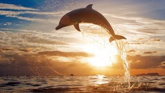 dolphin Sea sky sunlight jumping Animals