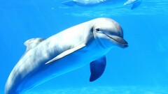 dolphin Sea underwater Animals cyan water smiling