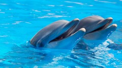dolphin water Animals cyan smiling