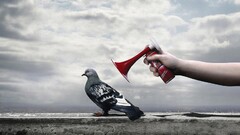 dove Birds humor hands Animals