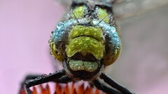 Dragonflies Animals insect macro nature