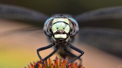 Dragonflies Animals insect