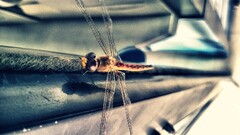 Dragonflies nature Animals insect